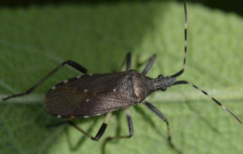 Réf. 205 876 : Dicranocephalus agilis